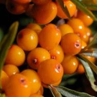 Саженец Облепиха Ева в контейнере